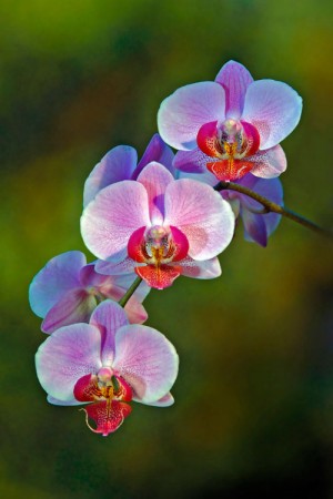 Orchidee