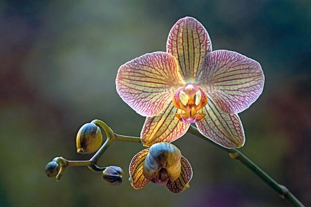 Orchidee