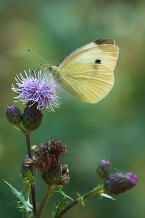 Schmetterling