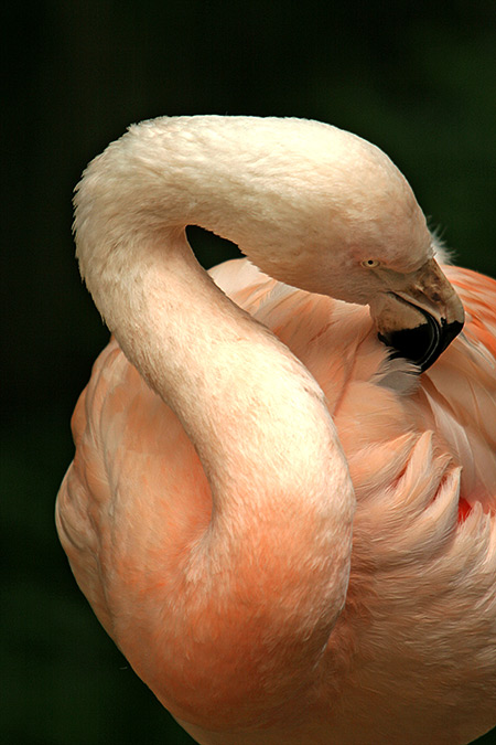 Flamingo 2